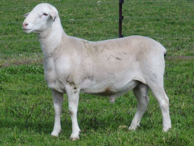 Shedding the right sheep