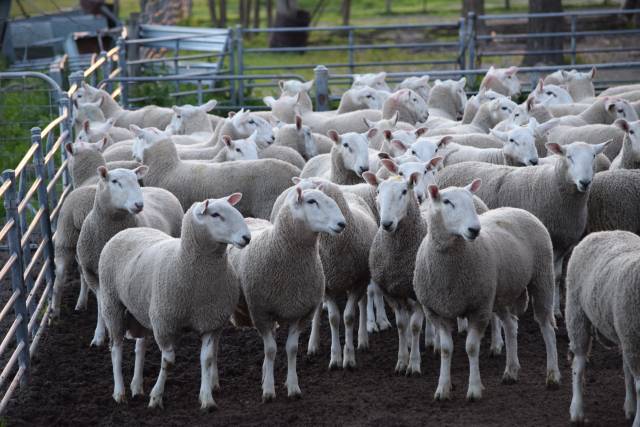 RAMS FOR LAMBS: Castle Camps keen to build on last year’s success ...