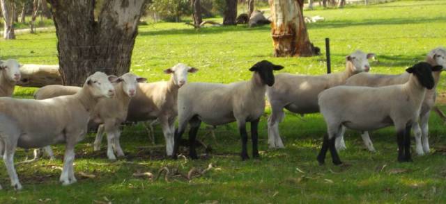 SE rams offer value for money