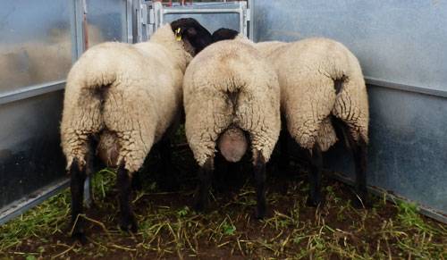 Buyers know what price to pay