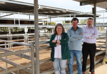 Saleyard funding rejected
