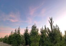 Timber processor under the microscope