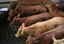 World-beating market access drives record red meat exports