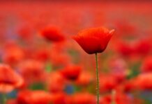 Commemorate Anzac Day in Keith