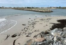 Fish deaths and closed marina