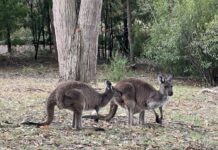 Roo collisions worst in state