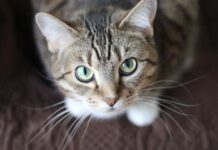 Cat By-Laws to come for City