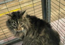 Pawsome Pals: Feline Friends in Need