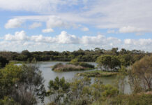Plans continue for revegetation