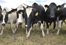 International Dairy Week line up