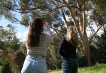 Koala count calls volunteers