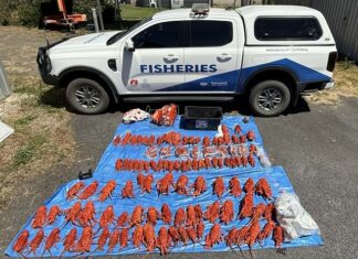 Illegal fishing warning after lobsters seized