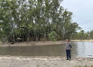 Bat restoration success