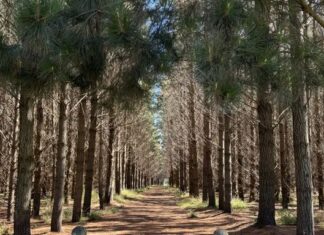 Trees on chopping block