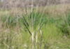 Help eradicate African Lovegrass